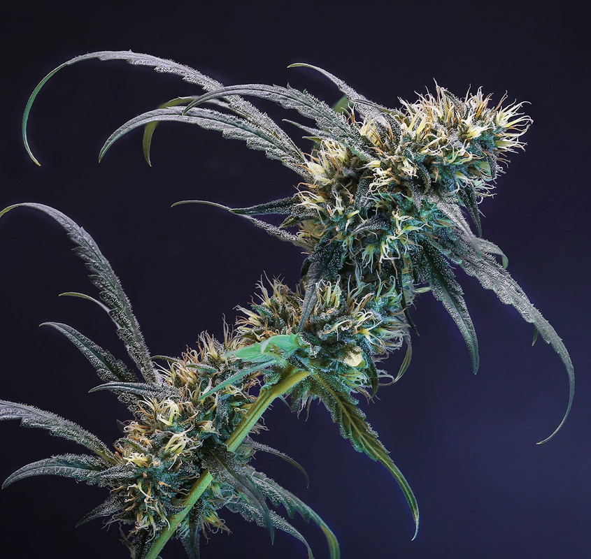 cannabisfarmers.eth Ethereum Name Service (ENS and .eth domain) PFP