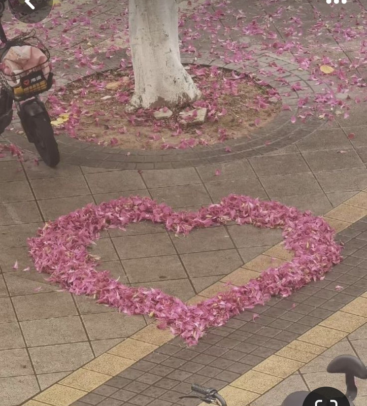 Screenshot_20240212_002041_Pinterest