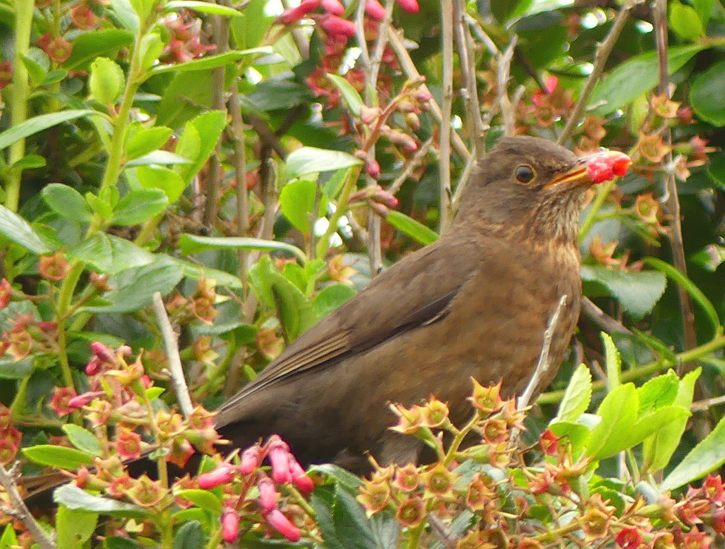 BLACKBIRD 3 160724