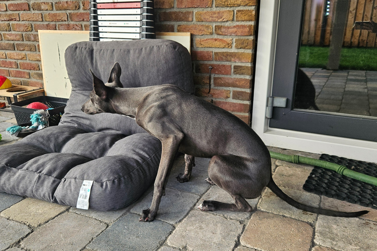 Afbeelding