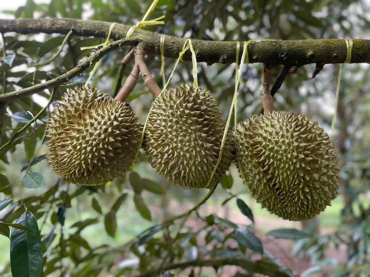 Durian Farm 1