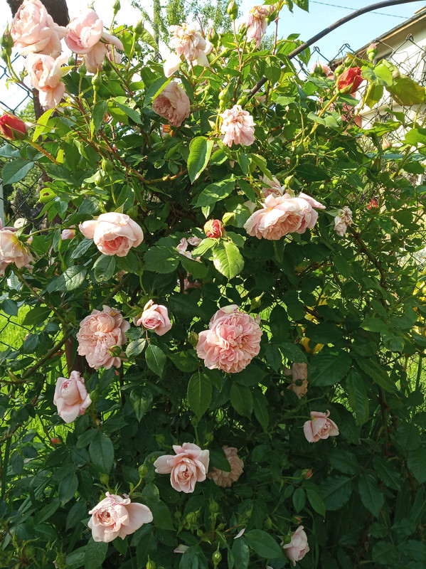 IMG_20190607_172958