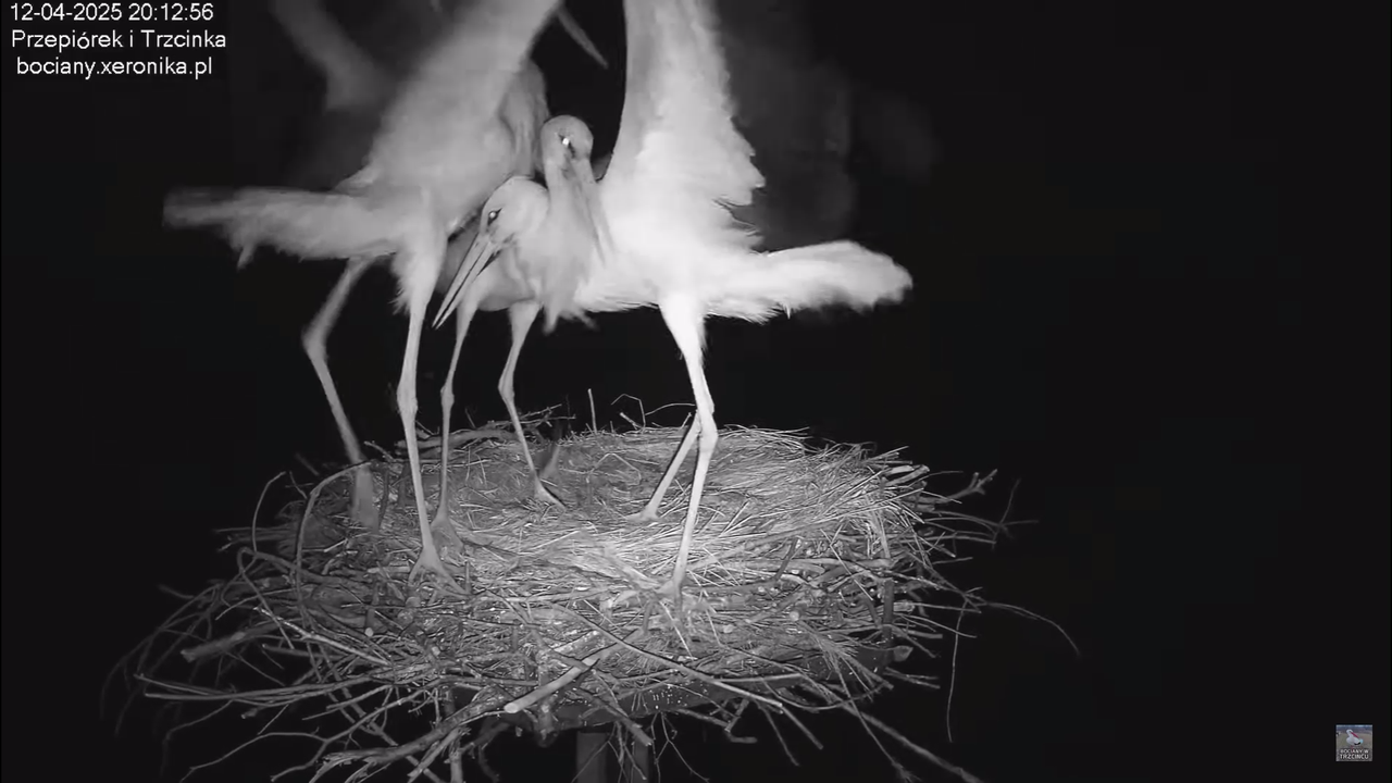 12042025intruzwgniezdzie_10