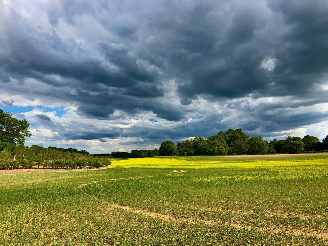 Mustard-oil-rape-fields-june2020-HD.jpg
