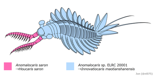 500px-20191029-Outdated-Anomalocaris-saron.png