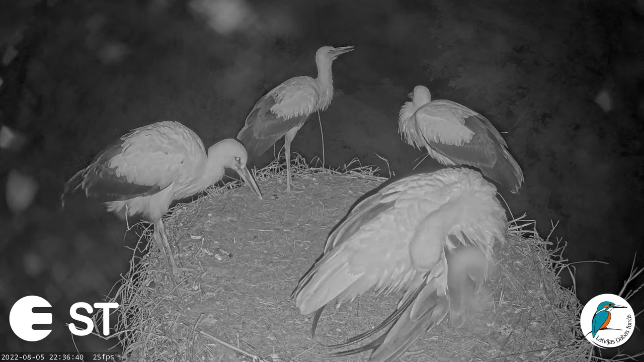 Baltie stārķi (Ciconia ciconia) Tukuma novadā - LDF tiešraide __ White storks in Tukums, Latvia 13-3