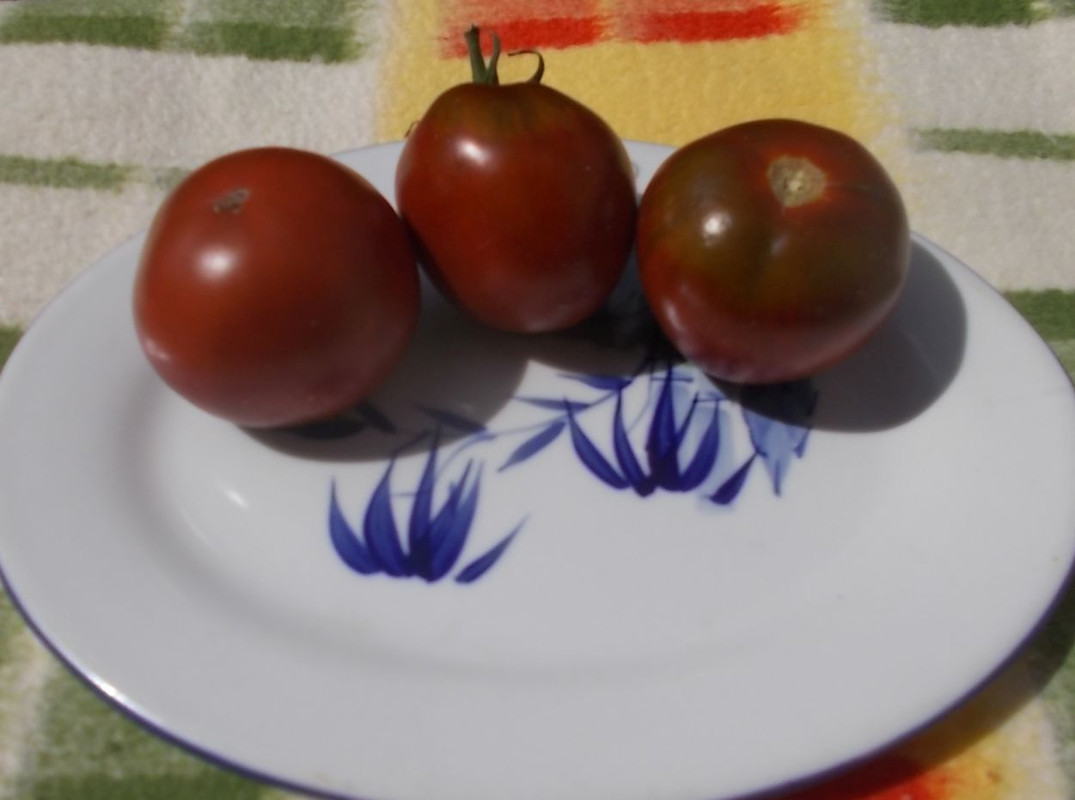 DSCN3990Noire de Crimee