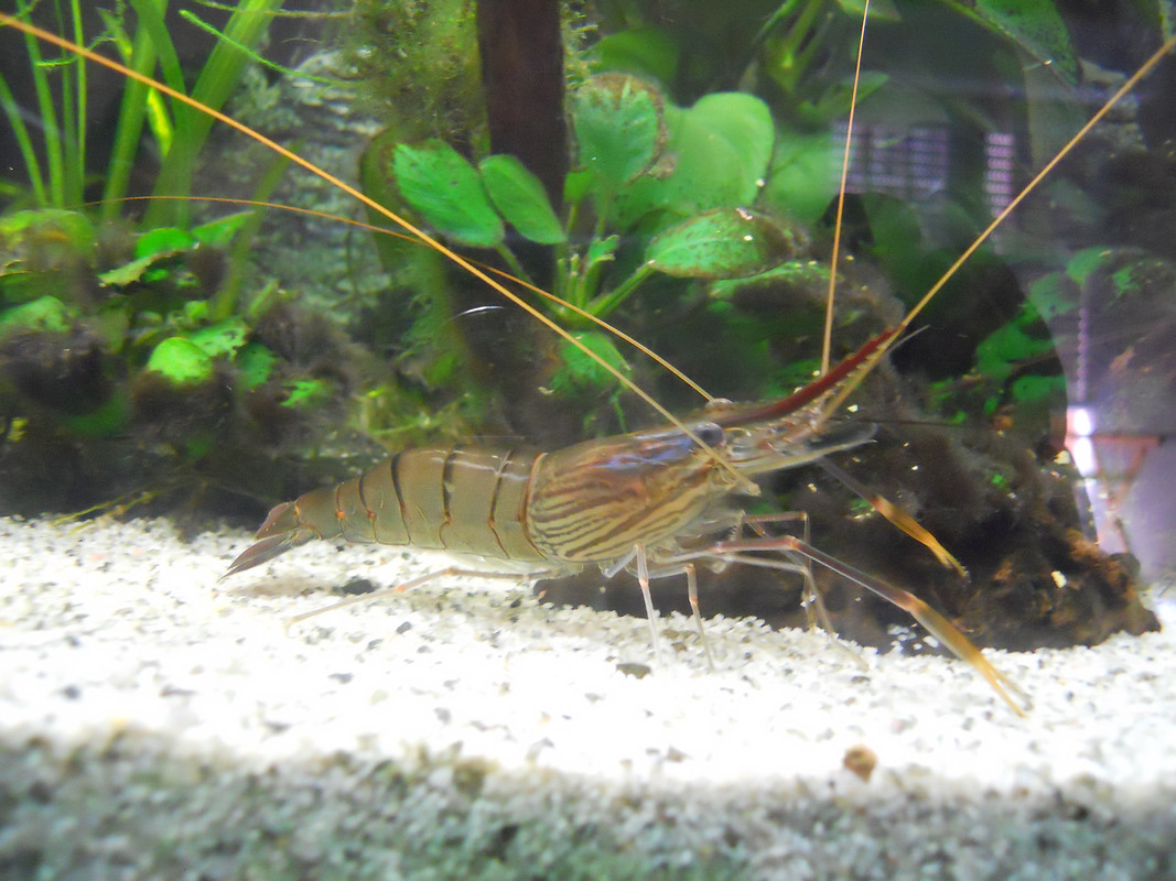 Caridina 09 luglio 2017 (9)