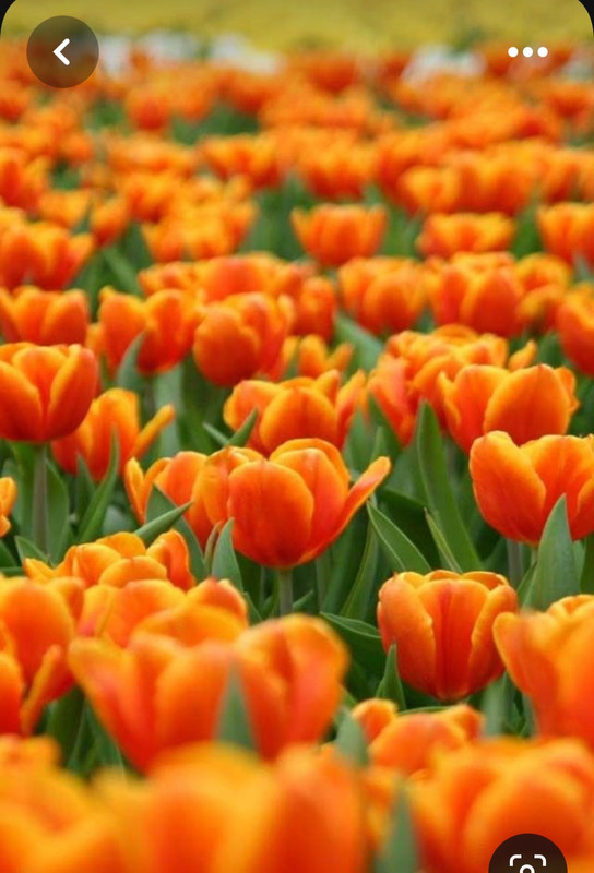 Screenshot_20230719_223040_Pinterest