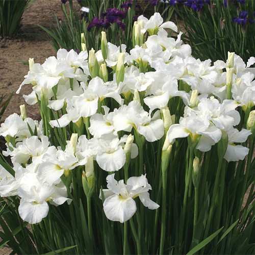 iris_swans_in_flight_01