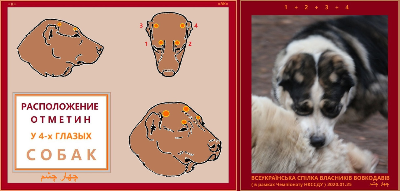 4 четырёх глазые чорчашма چهار چشم