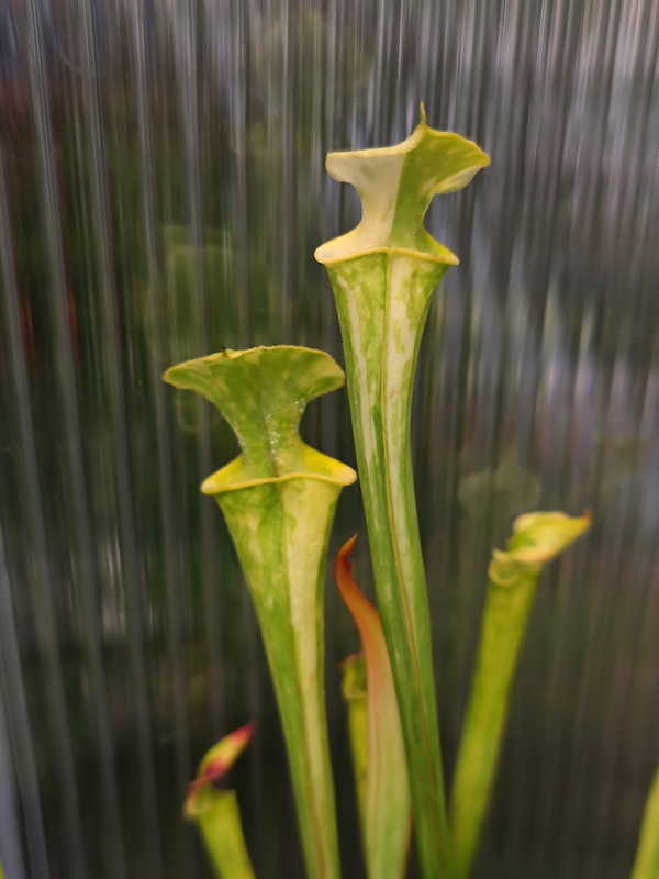 brownie's 2023 Twitter find — possibly Sarracenia flava variegata