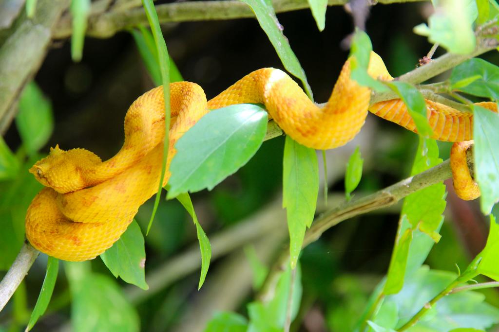DE TORTUGAS Y PEREZOSOS. COSTA RICA 2019 - Blogs de Costa Rica - DÍA 5: PARQUE NACIONAL CAHUITA (21)
