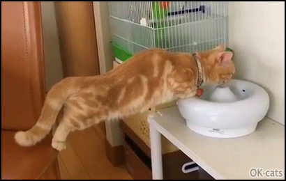 Funny-Cat-GIF-Cat-drinking-water-in-a-weird-way-Why-make-it-simple-when-you-can-make-it-complicat.gif