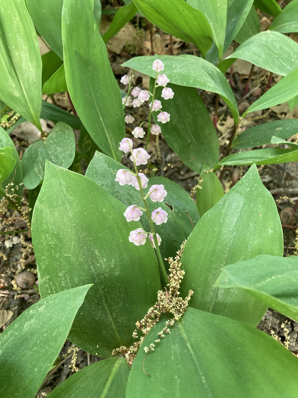 Lily of the valley IMG-9207