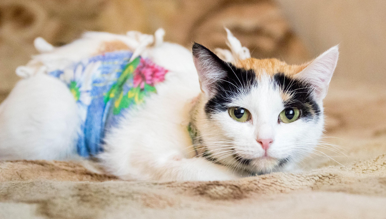 трехцветка-1-7