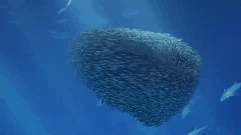 Fish School