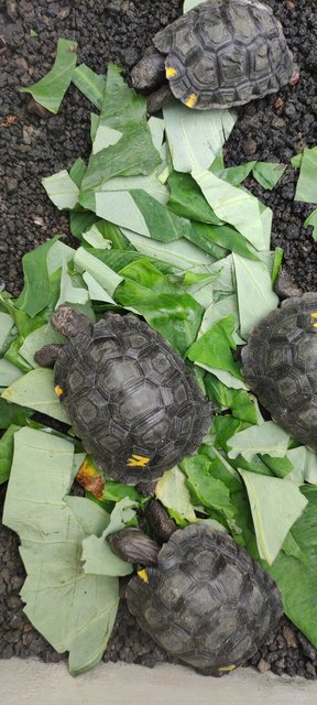 Día 17 (4 de julio): Galapaguera - Puerto Chino - Laguna del Junco - Galápagos 2022 (1)