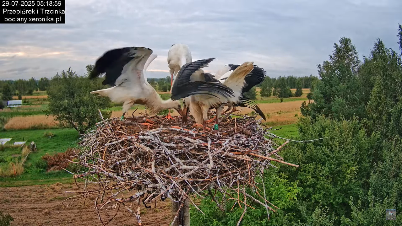 29072025bociany3