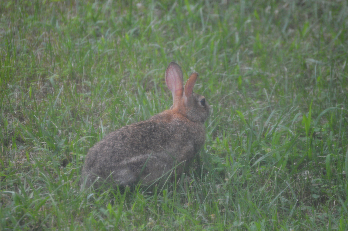 2021-6-27 Rabbit (3)