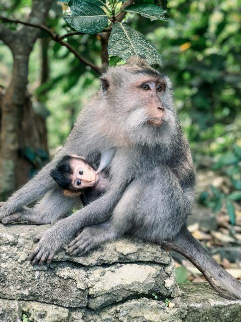 Bali (Ubud) - Singapur e Indonesia 2018 (7)