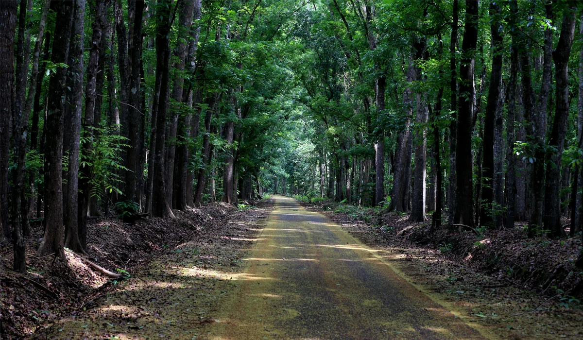 Misteri Zona Horor di Hutan Indonesia