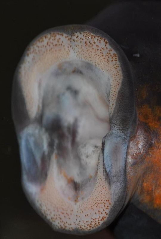 Petrochromis lisachisme Luagala Point