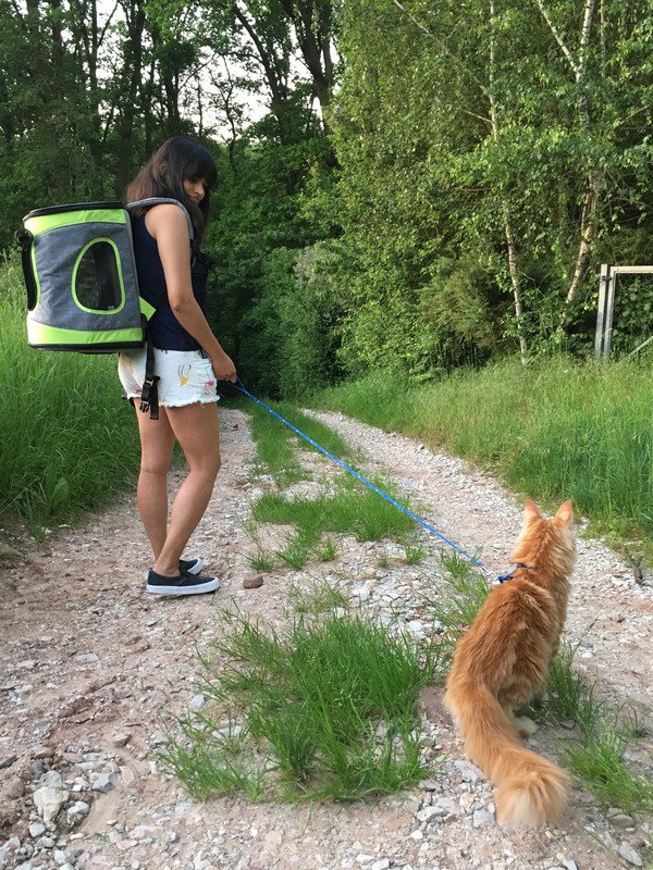 Leash train a maine coon cat