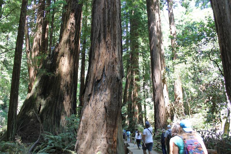 Día Ocho: San Francisco-Muir Woods-Sacramento-Oakhurst - My West USA road trip: un viaje de película. (9)
