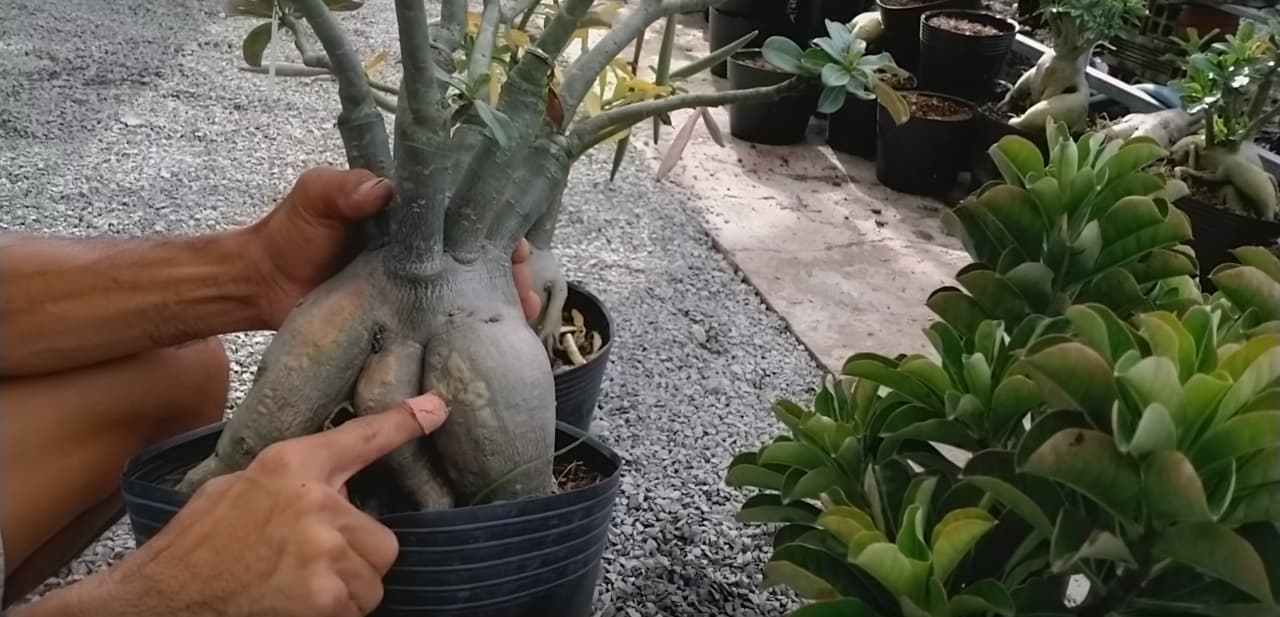 spots-on-adenium-caudex.jpg