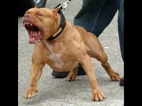 pitt