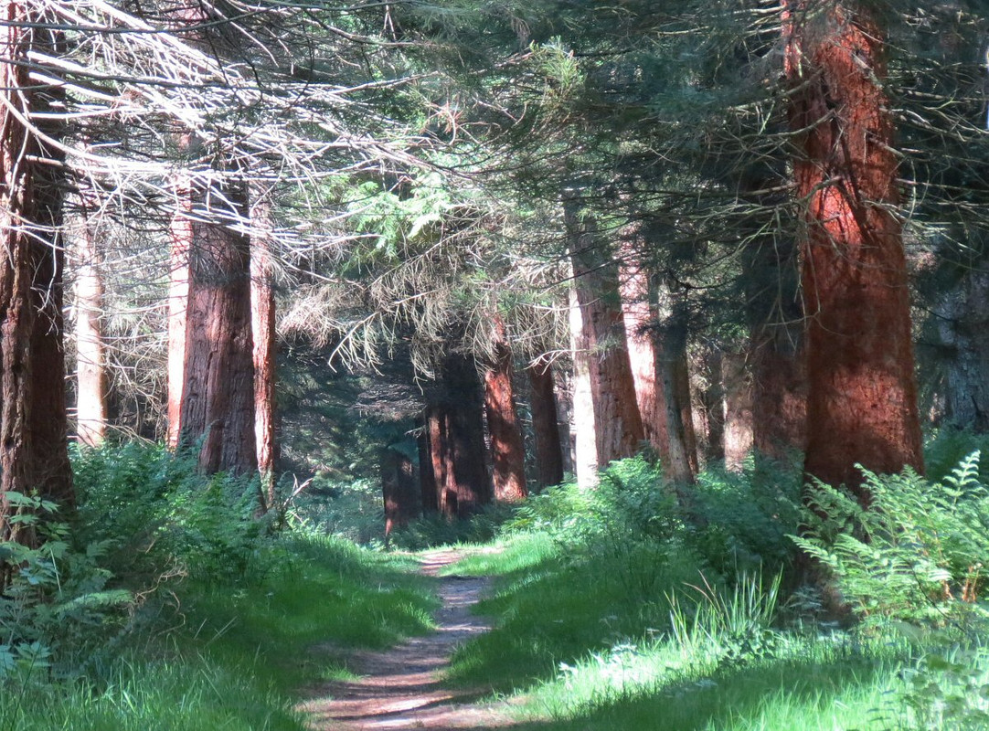 Image: https://i.postimg.cc/4Nh5mSX5/redwood-4700.jpg