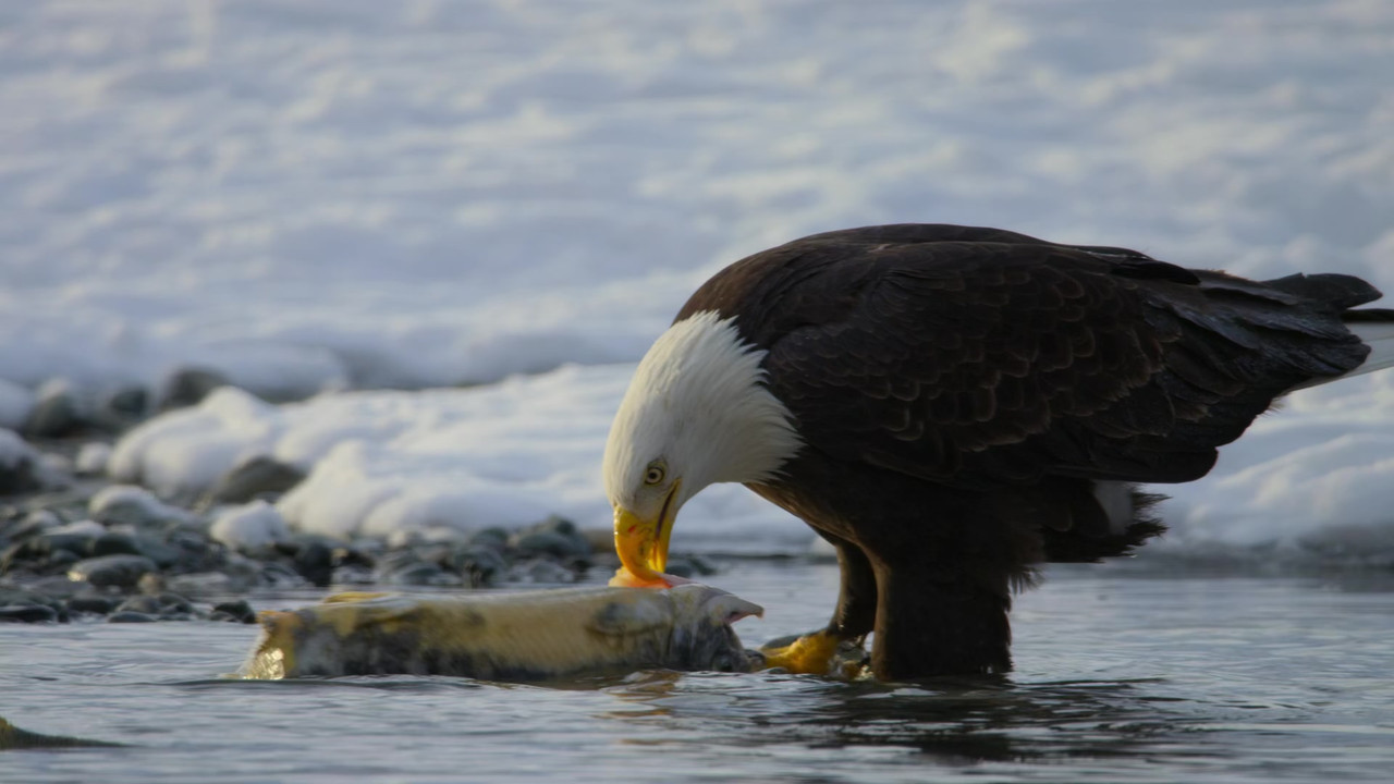 Our Planet 2019 Season 1 S01 1080p NF WEB DL x265 HEVC 10bit EAC3 Atmos 5 1 Garshasp QxR