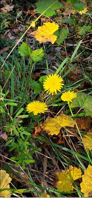 [Image: 202310-Ky-Bo-Cong-Anh-Dandelion.jpg]