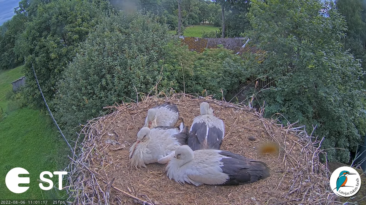 Baltie stārķi (Ciconia ciconia) Tukuma novadā - LDF tiešraide __ White storks in Tukums, Latvia 12-5