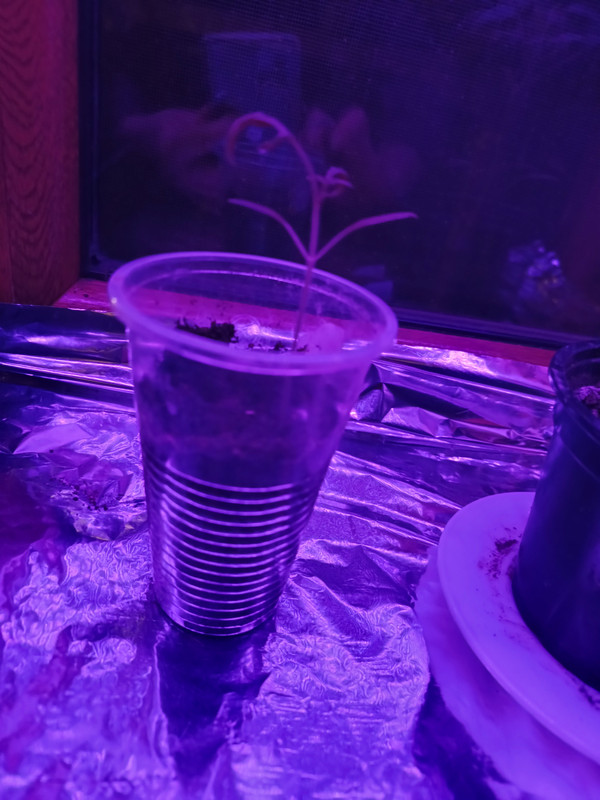 IMG_20250105_174620187_HDR