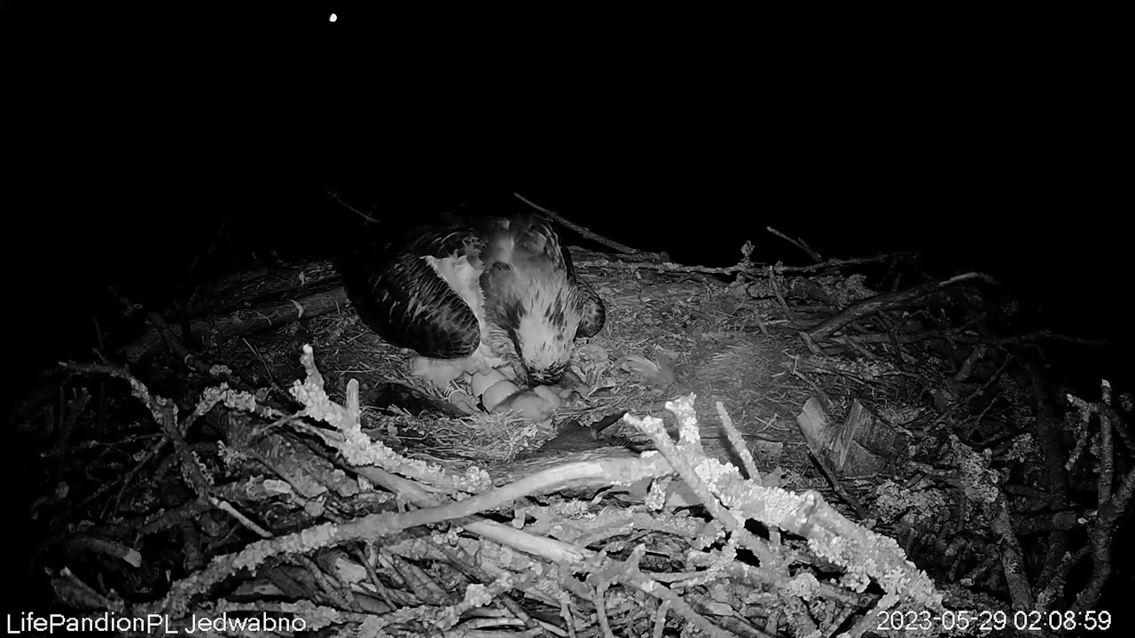 Rybołowy Online Puszcza Napiwodzko-Ramucka _ Ospreys Online in Napiwodzko-Ramucka Forest 7-37-39 scr