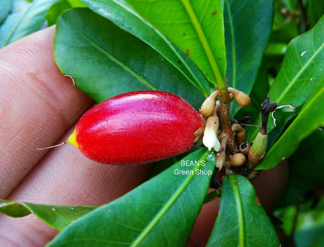 Miracle Fruit(small)1