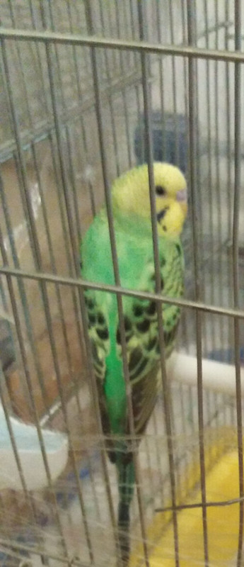 صورة