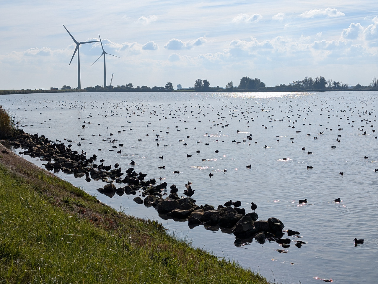 Трое в Амстердаме, не считая собаки. Переезд в Нидерланды.