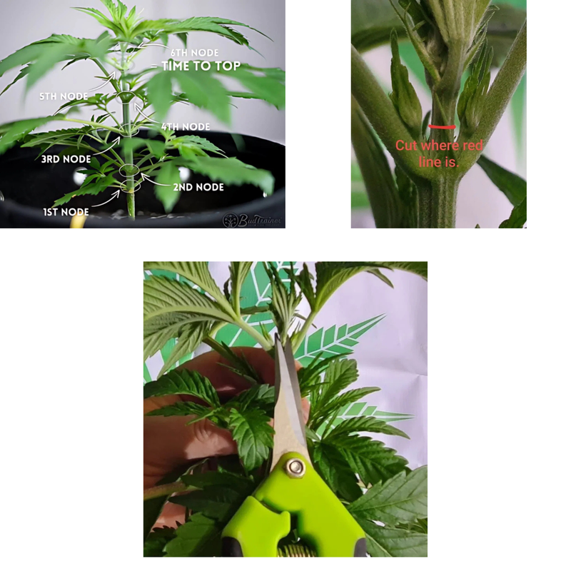 Cannabis Plant Topping Guide and Node Structure
