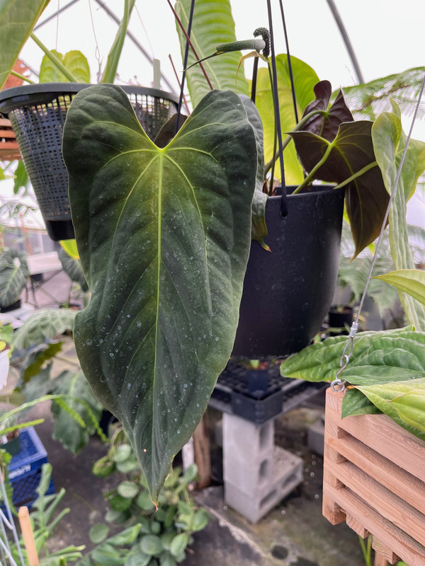 Black Anthurium Plant