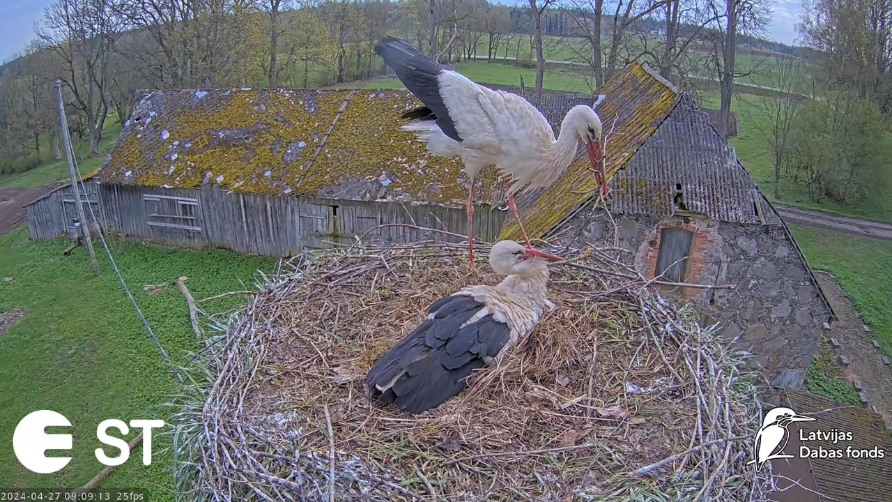 Baltie stārķi (Ciconia ciconia) Tukuma novadā - LDF tiešraide __ White storks in Tukums, Latvia 12-5