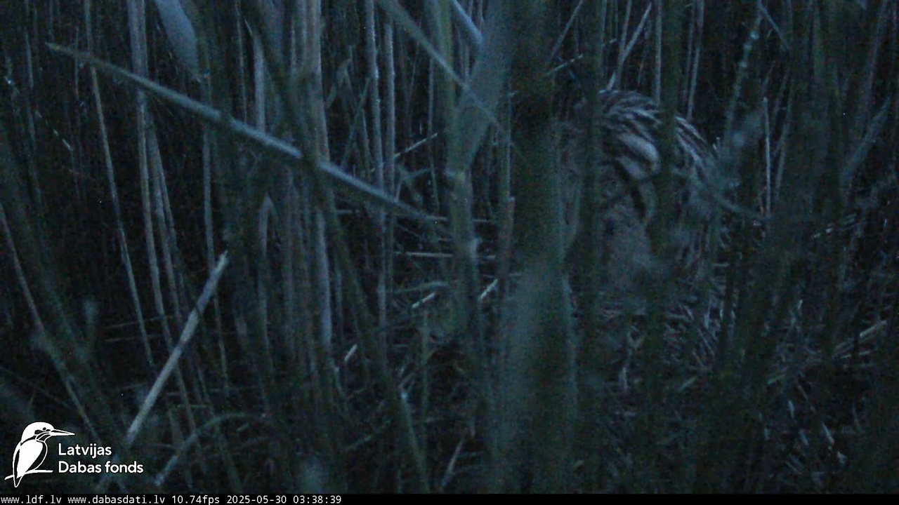 LDF Lielais dumpis (Botaurus stellaris) Zemītes pagastā 9-24-54 screenshot