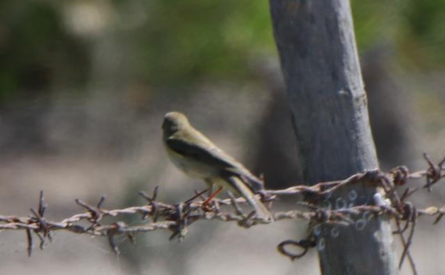 Pedido de ID - Felosa e Chasco - 6/9 ID-Felosa-3