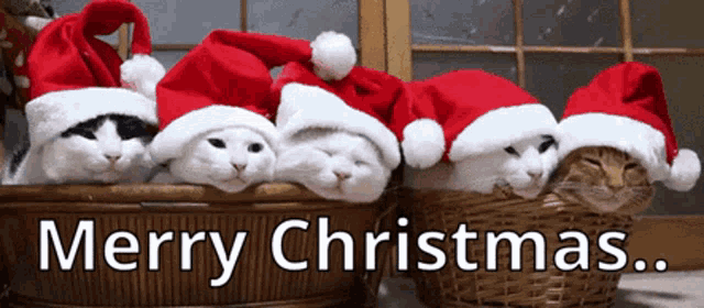 IMG-0208.gif