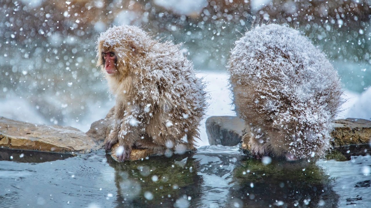 Lost Out in the Cold (文永の役) ✓ Новости Рыбинска и не только