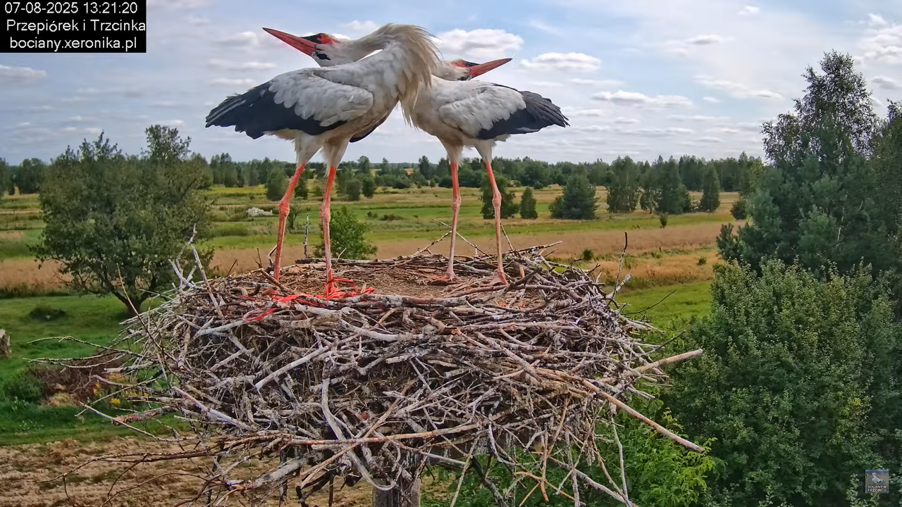 07082025bociany18
