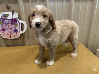ember whtie collar male
