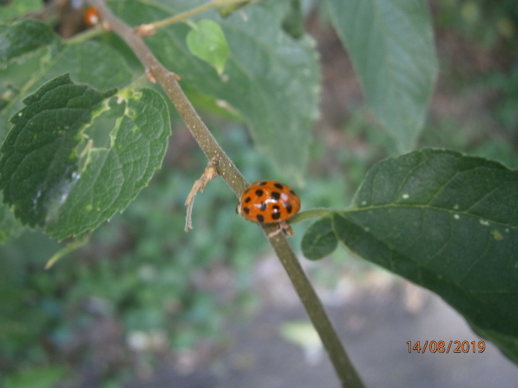 LadyBug1